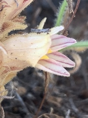 Aphyllon parishii parishii