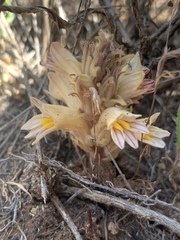 Aphyllon parishii parishii