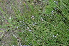 Astragalus austriacus