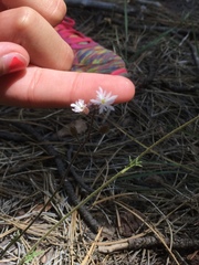 Lithophragma tenellum