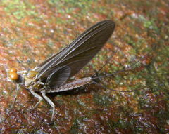 Ephemerella subvaria