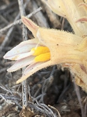 Aphyllon parishii parishii