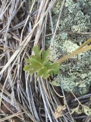 Lithophragma tenellum