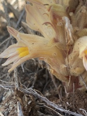 Aphyllon parishii parishii