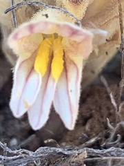 Aphyllon parishii parishii