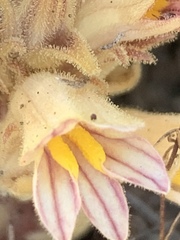 Aphyllon parishii parishii