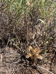 Aphyllon parishii parishii