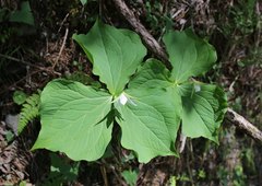 Trillium tschonoskii