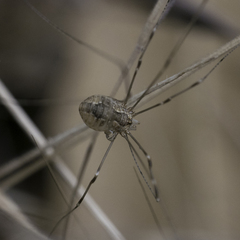 Leuronychus pacificus