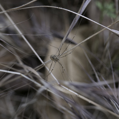 Leuronychus pacificus