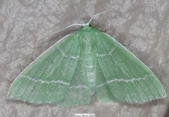 Chlorochlamys phyllinaria