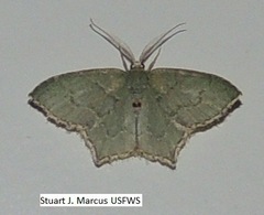 Chloropteryx tepperaria