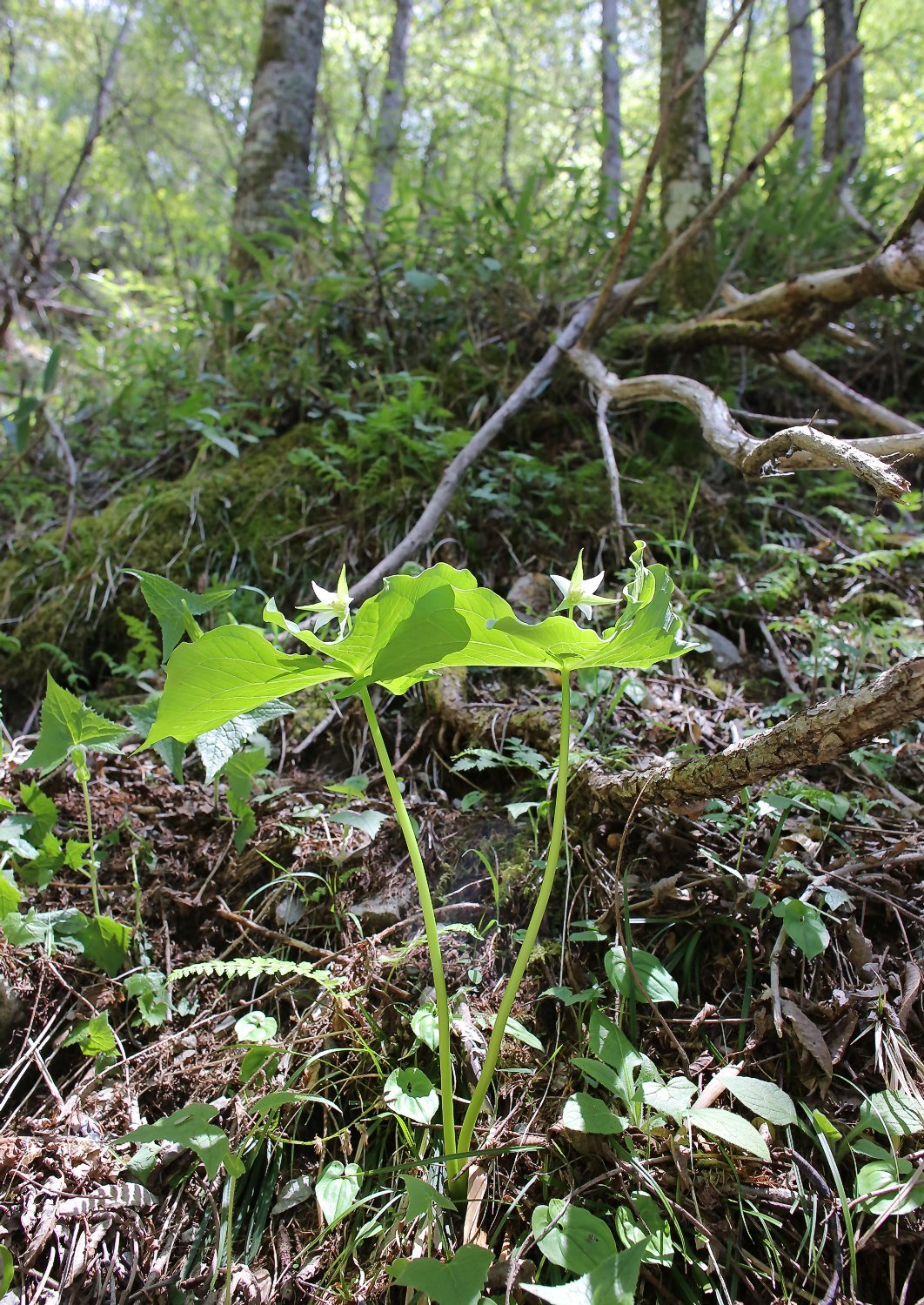 Trillium Tschonoskii Maxim.