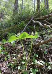 Trillium tschonoskii
