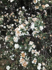 Spiraea × vanhouttei