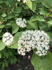 Viburnum lantana
