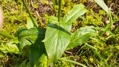 Hypochaeris chillensis