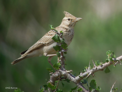 Galerida cristata somaliensis