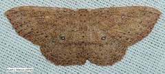 Cyclophora myrtaria