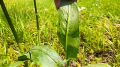 Hypochaeris chillensis