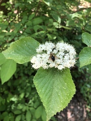 Viburnum lantana