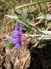 Centaurea fuscomarginata