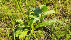 Hypochaeris chillensis