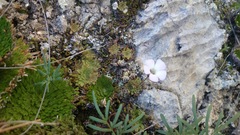 Pinguicula rotundiflora