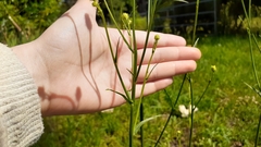 Hypochaeris chillensis