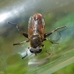 Polydontomyia curvipes