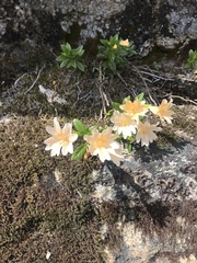 Diplacus grandiflorus