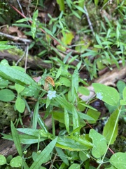 Moehringia macrophylla