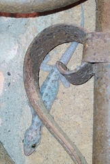 Phyllodactylus lanei