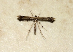 Stenoptilodes sematodactyla