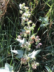 Kearnemalvastrum lacteum