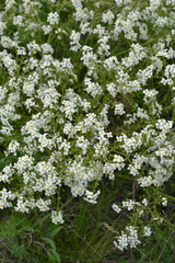 Crambe tataria