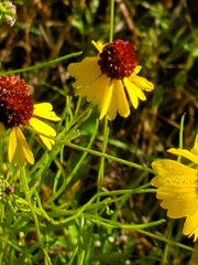 Helenium microcephalum