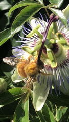 Xylocopa sonorina