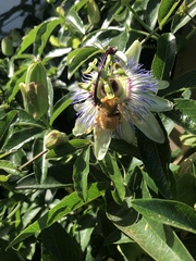 Xylocopa sonorina