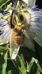 Xylocopa sonorina