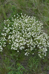 Crambe tataria