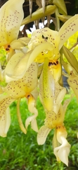 Stanhopea