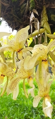 Stanhopea