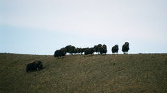Ovibos moschatus