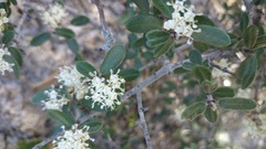 Ceanothus buxifolius