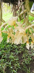 Stanhopea