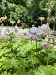 Geranium macrorrhizum