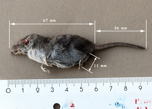 South European White-toothed Shrew, Busatello, Provincia di Verona, Italia, photo 9 of 10