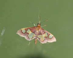 Colomychus talis