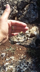 Dianthus marschallii